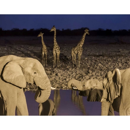 Namibia, Etosha NP Elephants and giraffes